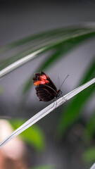 A tiny black butterfly with striking orange wings is perched on a long, thin leaf of a garden plant. The close-up shot highlights the butterfly's intricate wing patterns and vivid colors.