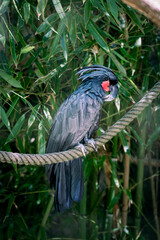 Palm cockatoo perched gracefully on a rope, surrounded by lush greenery. The bird's striking black feathers, distinctive red cheek patches, and impressive crest stand out beautifully.