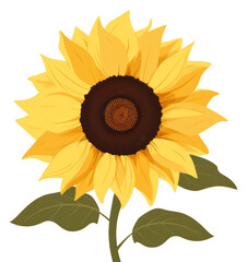 PNG Sunflower plant inflorescence asterales.