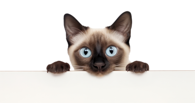 PNG Siamese Thai Cat peeking siamese animal.