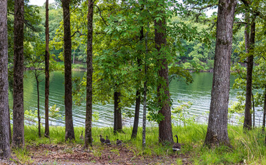 Geese at the lake.