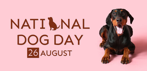 Cute Dobermann on pink background. Banner for National Dog Day
