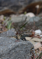 A common wall lizard (latin name Podarcis muralis), sitting on a stone 