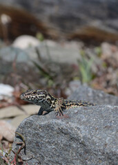 A common wall lizard (latin name Podarcis muralis), sitting on a stone 