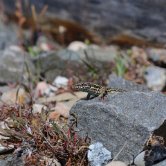 A common wall lizard (latin name Podarcis muralis), sitting on a stone 