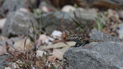 A common wall lizard (latin name Podarcis muralis), sitting on a stone 