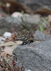 A common wall lizard (latin name Podarcis muralis), sitting on a stone 