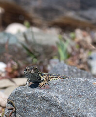 A common wall lizard (latin name Podarcis muralis), sitting on a stone 