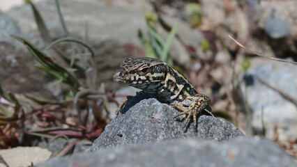 A common wall lizard (latin name Podarcis muralis), sitting on a stone 