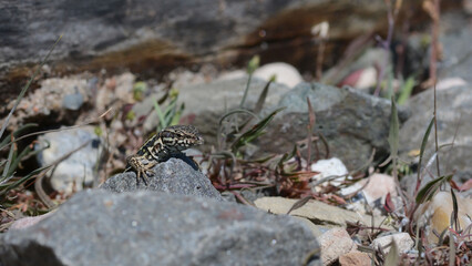 A common wall lizard (latin name Podarcis muralis), sitting on a stone 