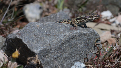 A common wall lizard (latin name Podarcis muralis), sitting on a stone 