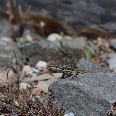 A common wall lizard (latin name Podarcis muralis), sitting on a stone 