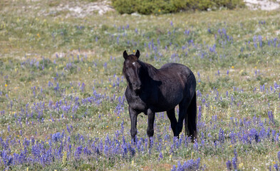 Wild Horse in Montana's Pryor Mountains in Summertime