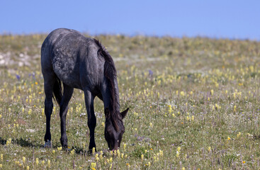 Wild Horse in Montana's Pryor Mountains in Summertime