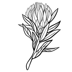Elegant Line art Drawing  of Flower ready for eco packaging design or botany decor. Minimalist floral illustration for logos, wedding invitation and home decor, eco packaging. 