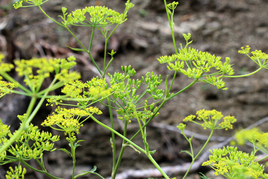 Sowing parsnip (Pastinaca sativa), grows in nature.