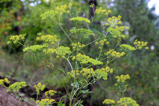 Sowing parsnip (Pastinaca sativa), grows in nature.