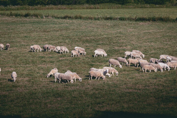 Fototapeta premium Sheep grazing in rural Wisconsin