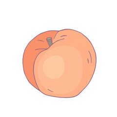 Ripe juicy peach fruit. Vector graphics.