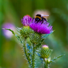 Bumblebee working on purple flower of blooming thistle