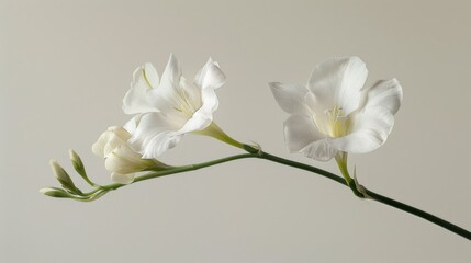 Obraz premium White Freesia Flower with Buds and Stem on a Light Background