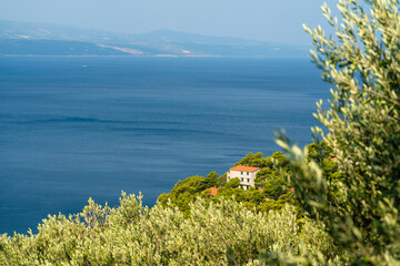 Olive trees. Olive grove full of olives