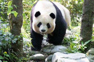 Obraz premium Close up female panda, Mei Lan aka Rou Rou, China