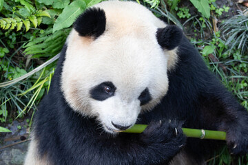 Fototapeta premium Close up female panda, Mei Lan aka Rou Rou, China