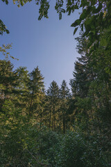 Forest in southern Wisconsin