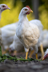 White chickens in a fence blurred background