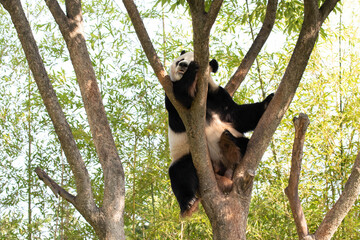 Playful Male Panda, Le Bao, Everland, Korea