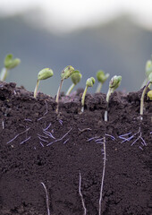 Young soybean plants with roots in the soil