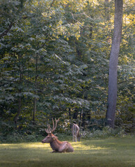 Elk in St. Louis County Lone Elk park