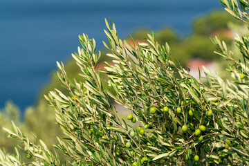 Olive trees. Olive grove full of olives