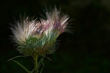 The amazing details of a thistl with flying seedse in a macro photo; Carduus Nutans