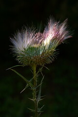 The amazing details of a thistl with flying seedse in a macro photo; Carduus Nutans