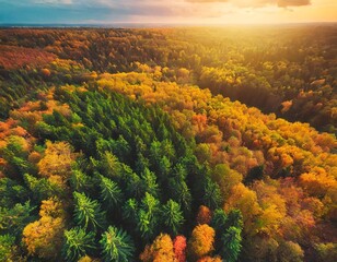 Autumn landscape in forest, backgound, texture. Forest in golden colors in autumn. Forest top view. Yellow leaves of trees and pines in a wild forest, aerial view. Fir trees in orange background.