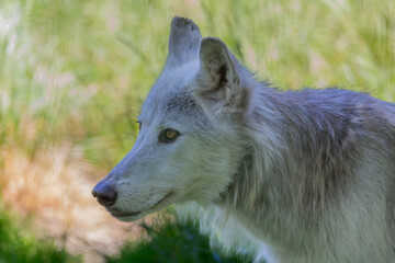 Fototapeta premium Un beau loup blanc 