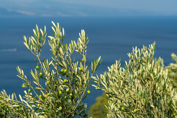 Olive trees. Olive grove full of olives
