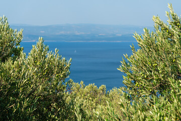 Olive trees. Olive grove full of olives