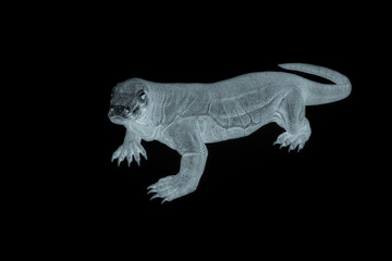 komodo dragon in cool view on white background