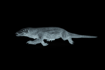 komodo dragon is running in white background on side view