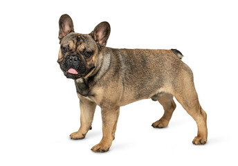 Obraz premium French bulldog dog standing isolated on white background. The cable of a small young brown dog.