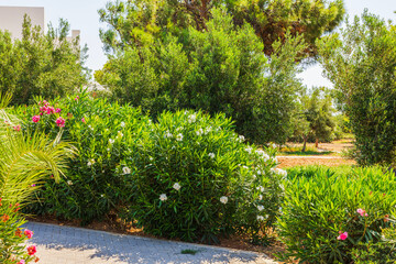 Lush green bushes and trees in a well-maintained garden with colorful flowers and paved pathway on sunny day. Crete.