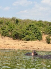 hippopotamus in river
