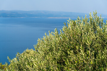 Olive trees. Olive grove full of olives
