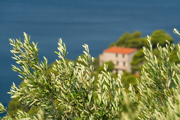 Olive trees. Olive grove full of olives
