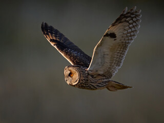 Long-eared owl (Asio otus)