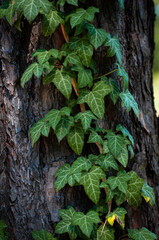 flourishing ivy plants crawling over bark of tree in natural environment