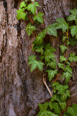 close-up view of ivy vines intertwining with textured bark of tree